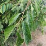 Grewia trichocarpa Лист