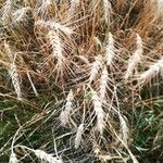 Elymus canadensis Fruit