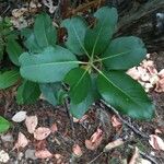 Arbutus menziesii Blatt