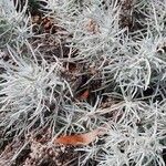 Helichrysum italicum Folha
