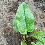 Rumex × acutus Leaf