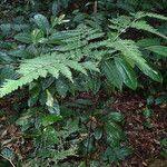 Pteris repens Blatt