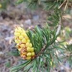 Pinus sylvestris Цвят