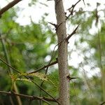 Prosopis juliflora Bark