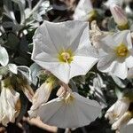 Convolvulus cneorum 花