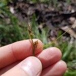 Carex pilulifera ഫലം