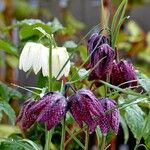 Fritillaria meleagris Flor