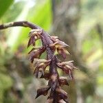 Bulbophyllum incurvum Blomma