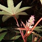 Ricinus communisFloro