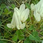 Trifolium uniflorum Blomst