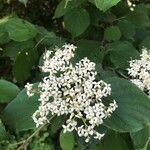 Cornus drummondii Flower