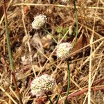 Eriogonum nudum Habitat