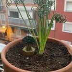 Albuca spiralis Folha