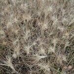 Aegilops geniculata Fruto
