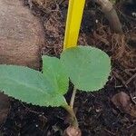 Begonia egregia Листок