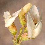 Astragalus johannis-howellii ফুল