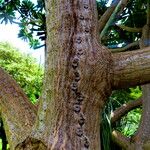 Euphorbia neriifolia Bark