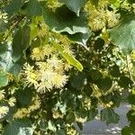 Tilia cordataFlower