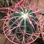 Ferocactus latispinus Лист