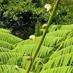 Cyathea arborea Otro