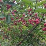 Euonymus europaeusFruit