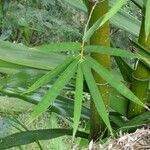 Bambusa vulgaris Лист