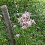 Eupatorium cannabinumFlor