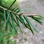 Pseudotsuga menziesii Levél