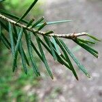 Pseudotsuga menziesii Folha