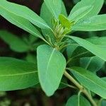 Kalmia angustifolia Leaf