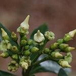 Voacanga africana Blomma