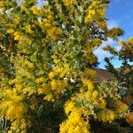 Acacia podalyriifolia Hoja