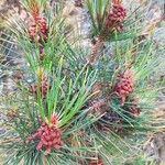 Pinus heldreichii Outro