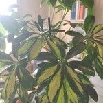 Schefflera arboricola Blatt