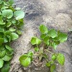 Nasturtium officinale Blad