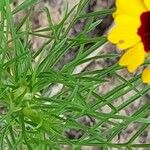 Coreopsis tinctoria Foglia