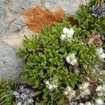 Globularia repens Feuille