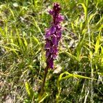 Orchis spitzelii फूल