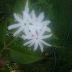 Jasminum multiflorum 花