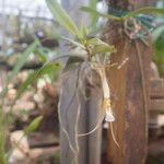 Angraecum angustum Flower