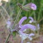 Salvia sclarea Žiedas