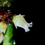 Heisteria cauliflora Kvet