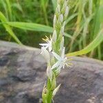 Chlorophytum nepalense Квітка