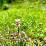 Trifolium pallescens Virág