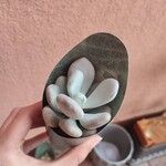 Pachyphytum oviferumপাতা