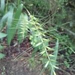 Elymus hystrix Frukto