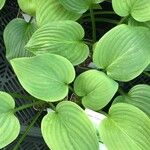 Hosta × tardiva Leaf