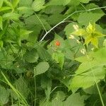 Rubus occidentalis Fruit