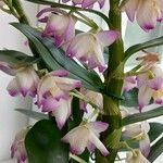 Dendrobium nobile Flower