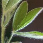 Crotalaria emarginella Hoja